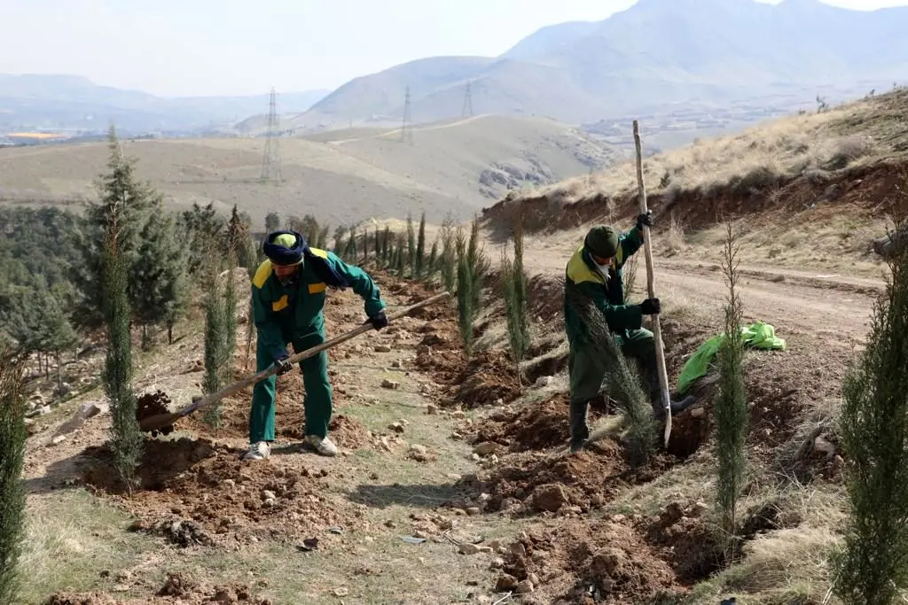 آغاز کاشت ۱۵ هزار نهال در بوستان جنگلی سرخه حصار

