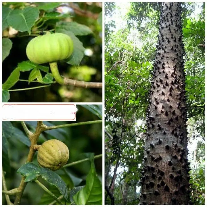 درختی که میوه آن مانند نارنجک منفجر می شود+عکس