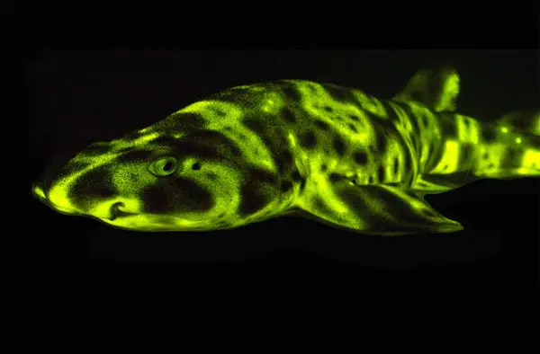 کوسههایی که در تاریکی میدرخشند + عکس