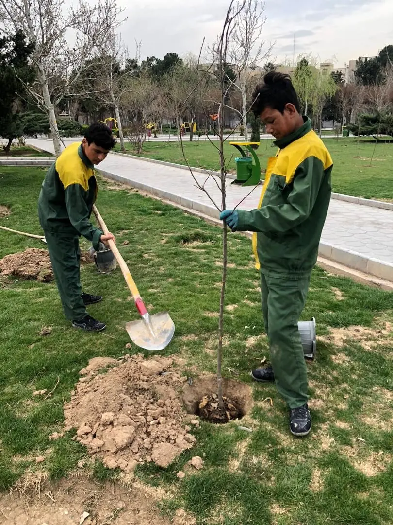 کاشت بیش از ۲۵ هزار اصله نهال در محدوده منطقه ۱۳

