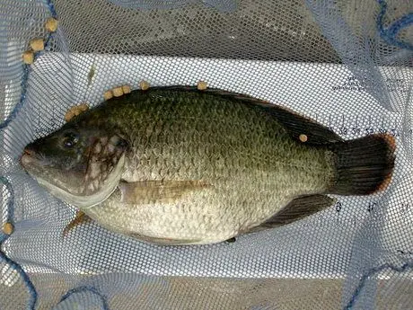 ممنوعیت واردات ماهی تیلاپیا