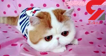 گربه ای که در اینستاگرام ۲۹۴۰۰۰ فالوور دارد!+عکس
