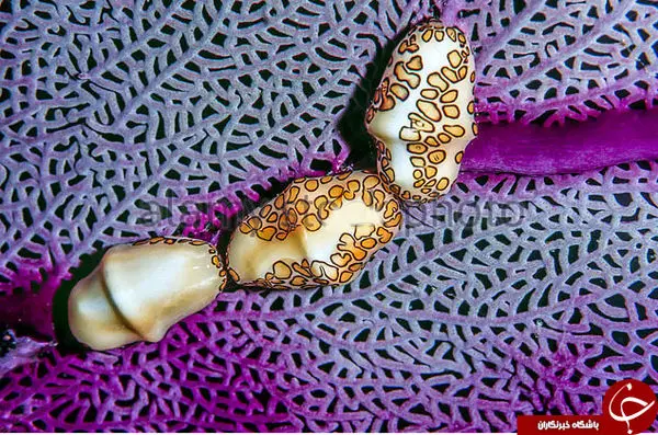 ترسناک ترین موجود جهان + عکس