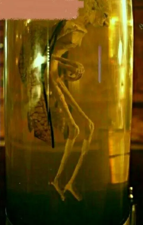 موجودی ناشناخته اما شبیه به انسان در یک موزه+عکس