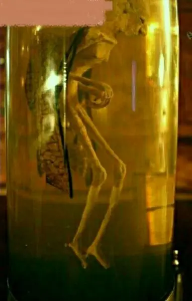 موجودی ناشناخته اما شبیه به انسان در یک موزه+عکس