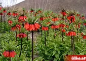 کوچه پس کوچه های زیبای ایتالیا + عکس