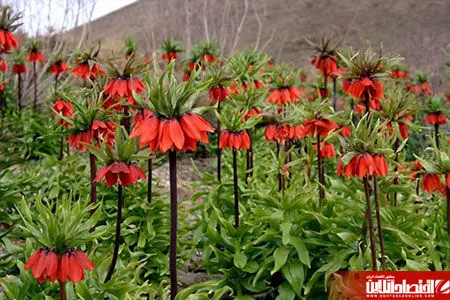 دشت زیبای لاله‌های واژگون + عکس 