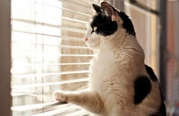 استتار جالب و باورنکردنی یک گربه روی پارکت+عکس