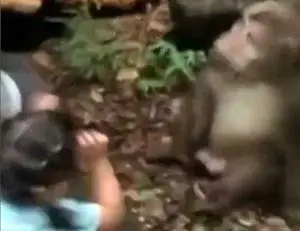 میمون وحشی بر سر غذا عصبانی شد+ عکس