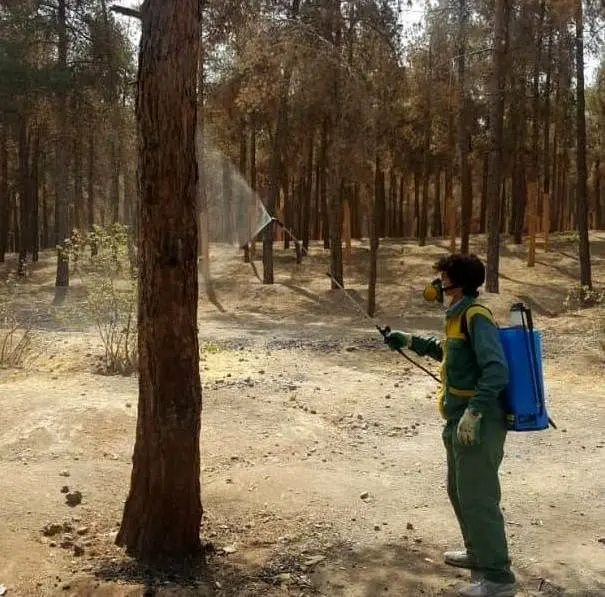 ۴۰۰ هکتار از اراضی سرخه‌حصار سمپاشی شد

