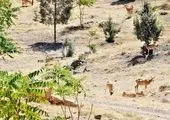 گودال تبخیر ۴۵ هزار متر مکعبی در منطقه عملیاتی نار و کنگان راه اندازی شد
