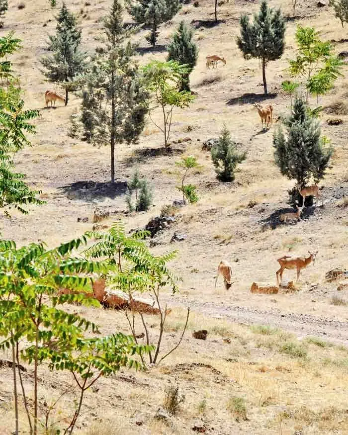 حیات وحش قطب گردشگری شرق تهران ، جاذبه ای برای دوستداران طبیعت 

