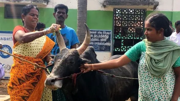 ازدواج جنجالی یک بیوه با گاو نر ! +عکس