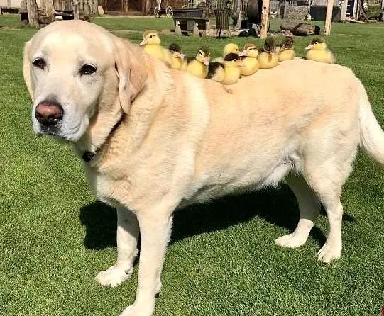 این سگ پدرخوانده 9 جوجه اردک شد!+عکس