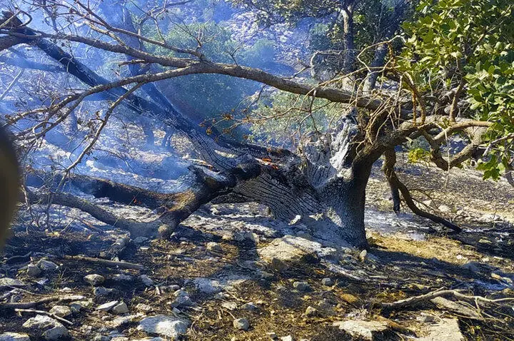 آتش سوزی در جنگل ها و مراتع گچساران ادامه دارد