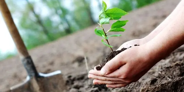 تداوم پویش بذرکاری در ایلام