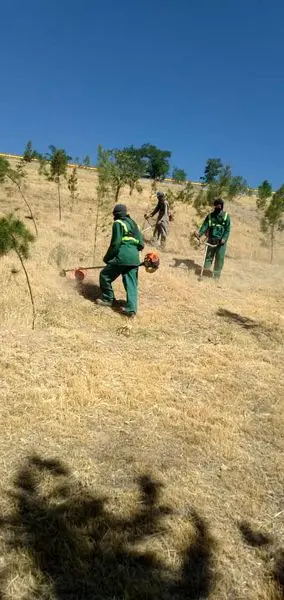 محافظت عرصه های جنگلی منطقه 4 از آتش سوزی های احتمالی