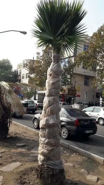 چتر حمایتی از 157 نخل شهری