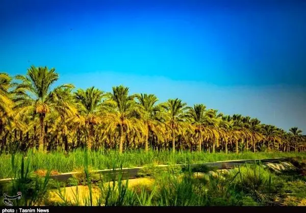 لذت گشت و گذار در نخلستانهای بوشهر با "ایران" پرس تیوی