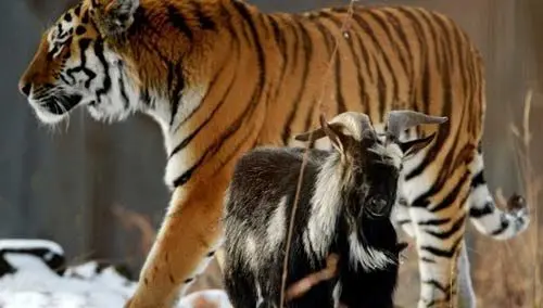 چاق‌ترین ببر جهان +تصاویر 