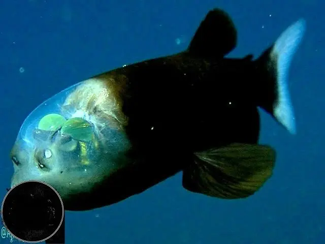 نوعی ماهی با سری کاملا شفاف و شیشه ای+عکس