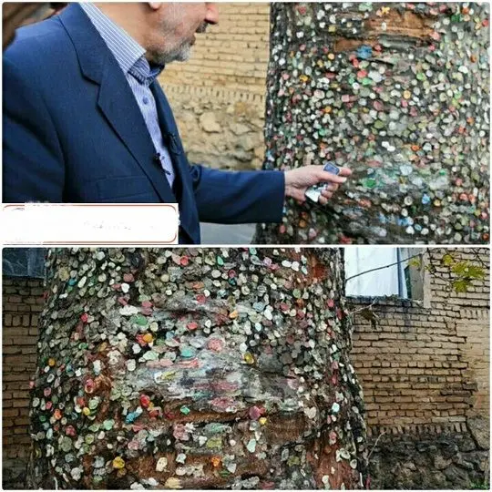 درخت آدامسی در خیابان فرشته تهران+عکس