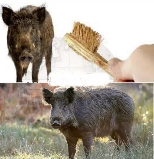 اولین مسواک ساخته شده از موی خوک+عکس