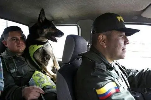 جایزه میلیونی برای کشتن این سگ! + عکس