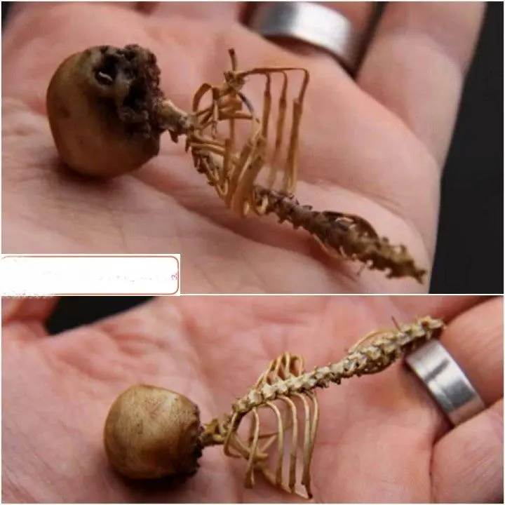 کشف اسکلت آدم کوتوله ها+عکس
