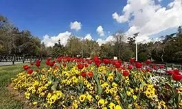 کاشت 50 هزار پیاز لاله در بوستان ملت در آستانه بهار

