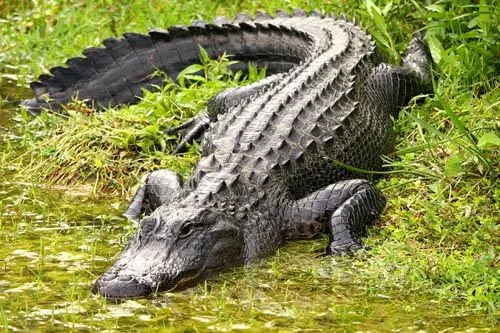 حیوان درنده ای که زندانبان شد + عکس