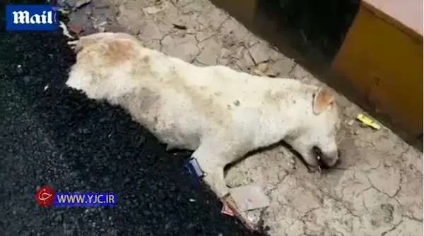 اقدام غیراخلاقی کارگران راهسازی جنجالبرانگیز شد + عکس