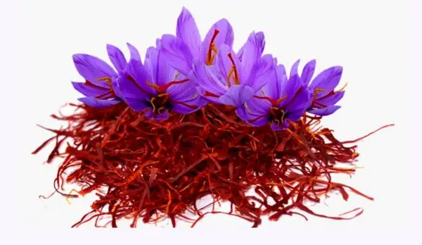 دیگر «کاشت زعفران» برای کشاورزان منفعت ندارد