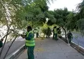 605اصله درختچه یاس‌هلندی درخاک منطقه٢ تهران ریشه می‌دوانند

