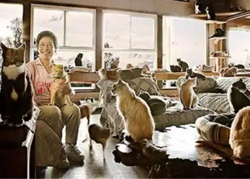 زندگی با 130 گربه در آپارتمان!+عکس