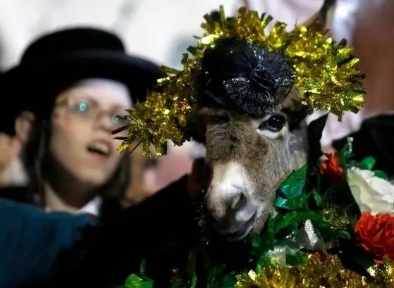 (تصاویر) مراسم تبرک خر!