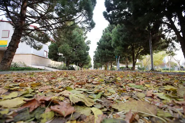 چشم نوازی پاییز هزار رنگ در بوستان های منطقه 13