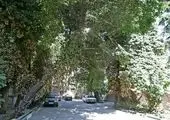 ضرورت هم افزایی، هم اندیشی و ایجاد تعامل بیشتر در حل مسائل و معضلات محیط زیستى کلانشهر

