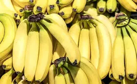 تمرکز بر تولید میوههای گرمسیری