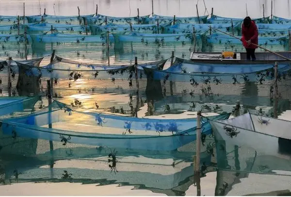 خرچنگ ها در مزرعه پرورشی+عکس