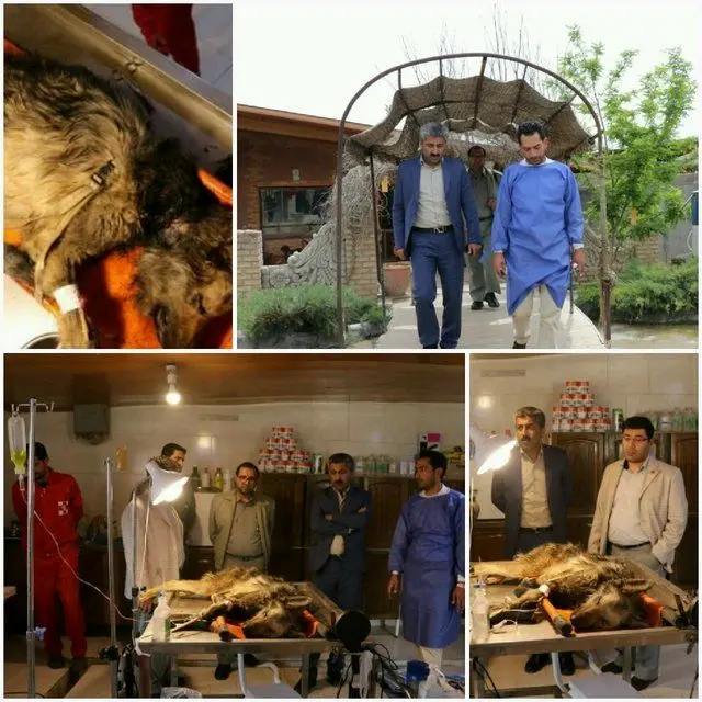 
تیمار یک گرگ زخمی +عکس
