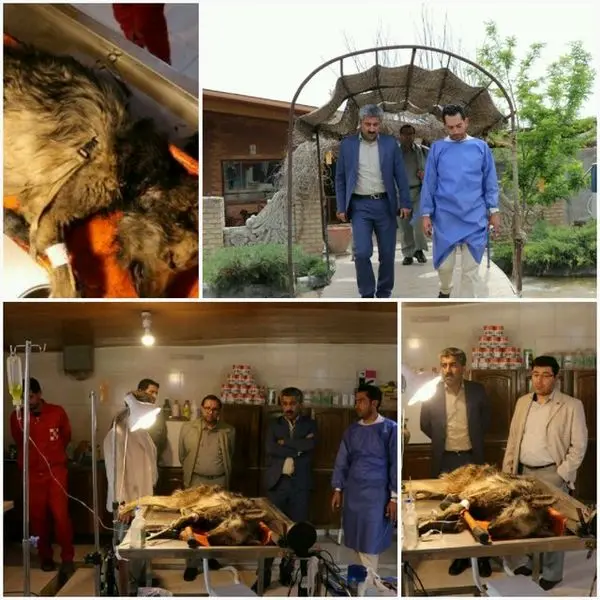 تیمار یک گرگ زخمی +عکس