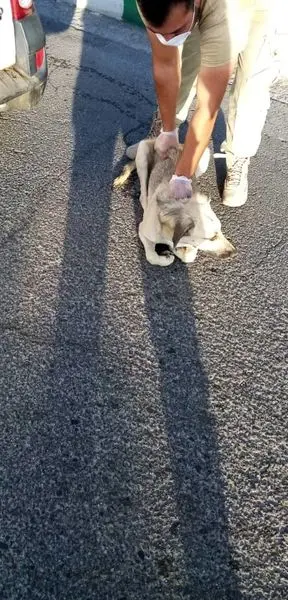 جمع آوری سگ های ولگرد از معابر شمال شرق تهران