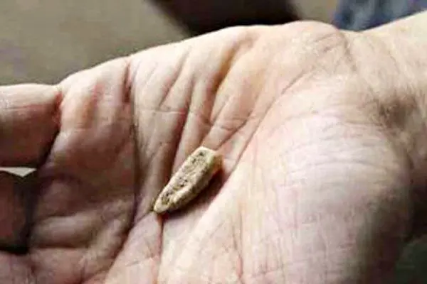 کشف دندان 560 هزار ساله + عکس