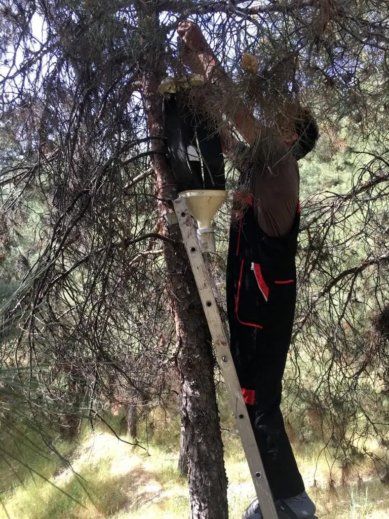 تمهیدات تابستانه منطقه 4 برای محافظت از درختان بوستان های جنگلی