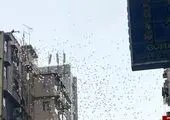 پسر بچه گمشده دست پا بسته در چمدان پیدا شد! +عکس