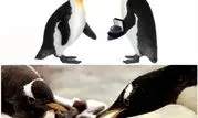 هدیه پنگوئن نر به پنگوئن ماده+عکس