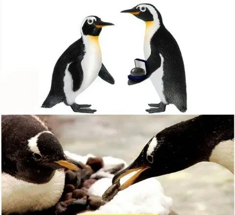 هدیه پنگوئن نر به پنگوئن ماده+عکس