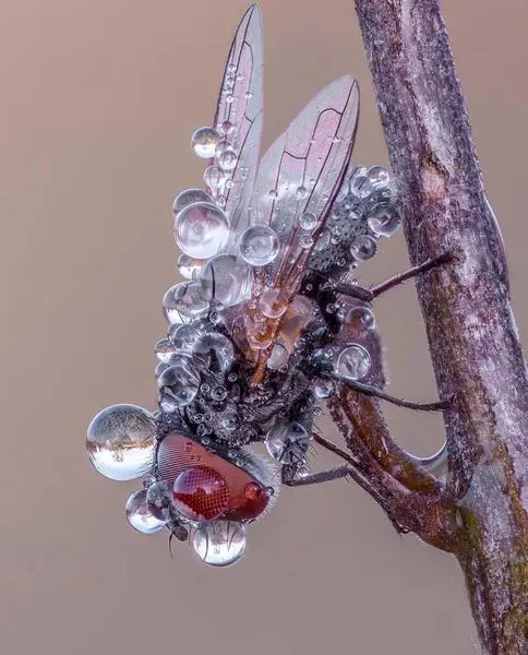مگس باران خورده از نمایی نزدیک!+عکس