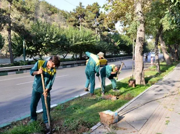 ۳۵۰۰ متر مربع فضای سبز بزرگراه شهید چمران بازپیرایی شد